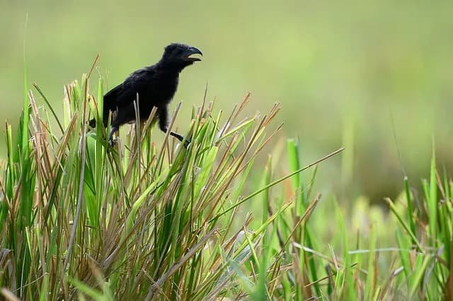 Groove-billed Ani