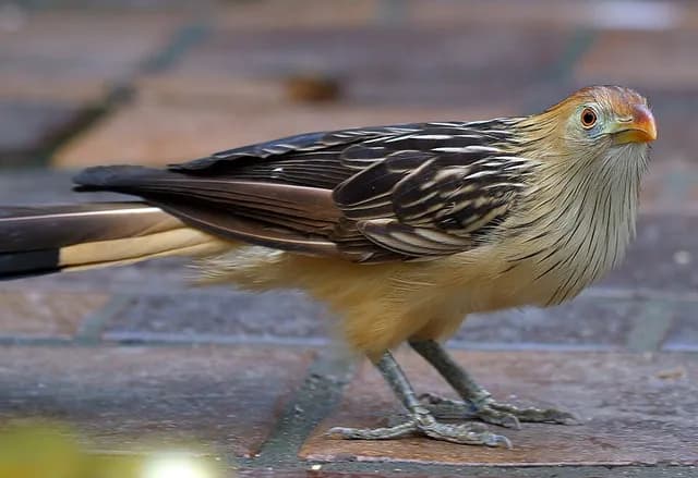 Guira Cuckoo