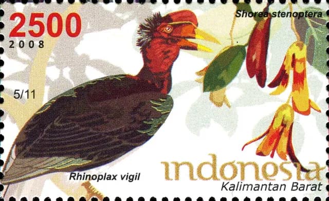 Helmeted Hornbill