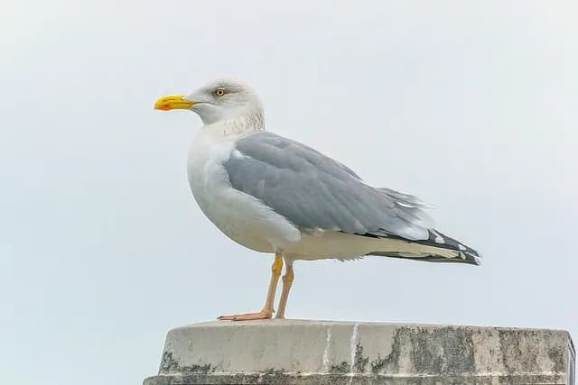 Herring Gull