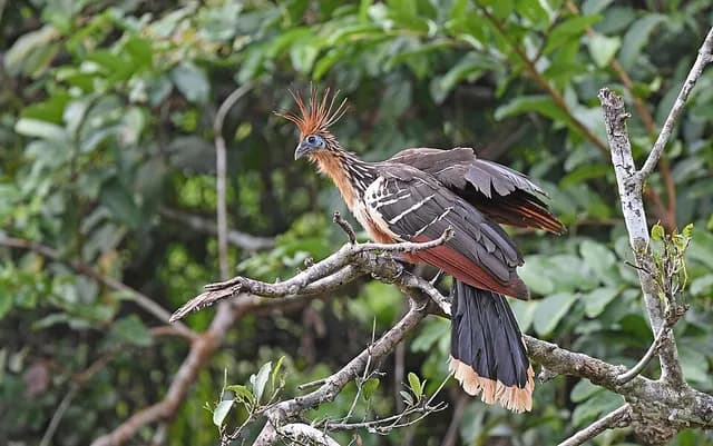 Hoatzin