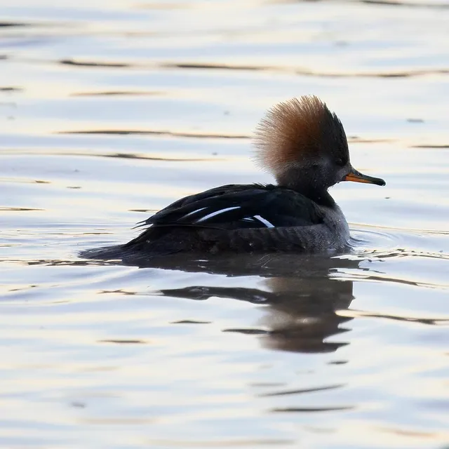 Hooded Merganser