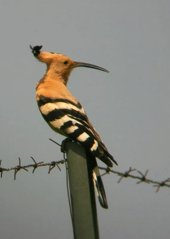 Eurasian Hoopoe