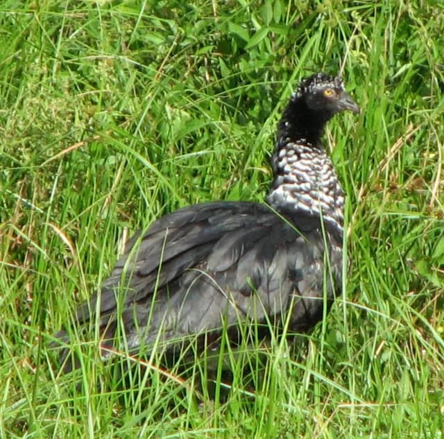 Horned Screamer