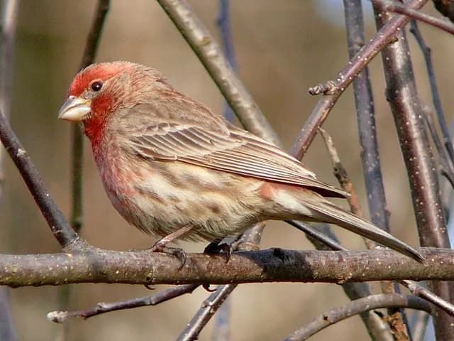 House Finch