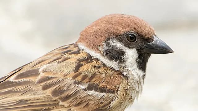 House Sparrow