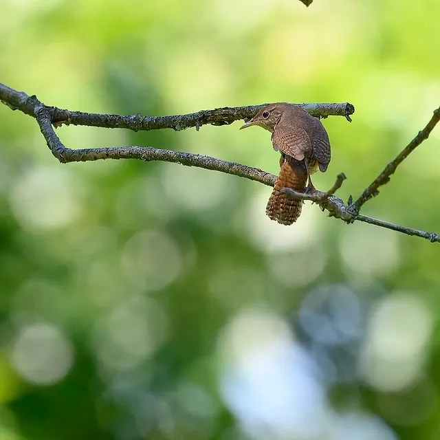 House Wren