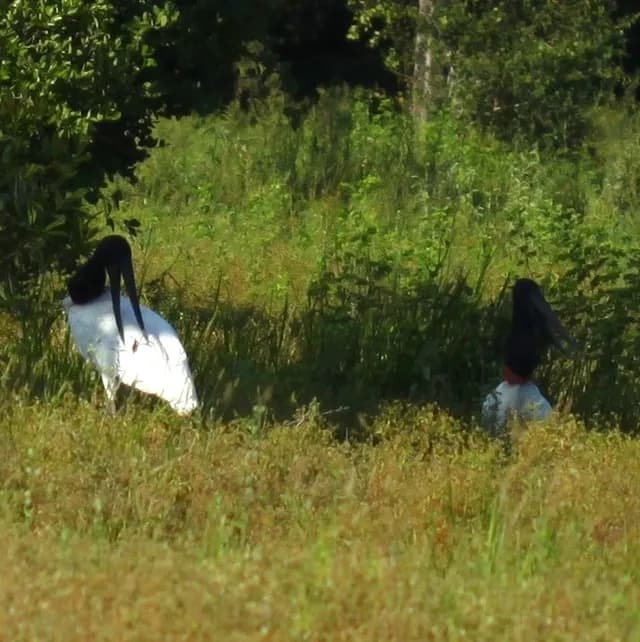 Jabiru