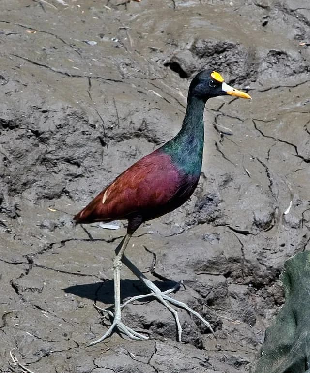 Northern Jacana