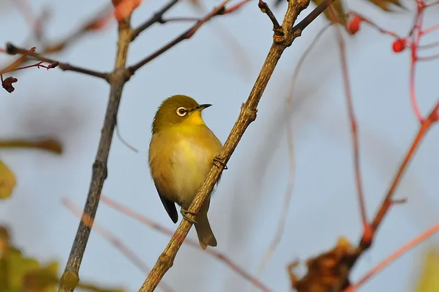 Japanese White-eye