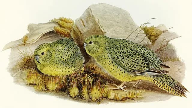 Night Parrot