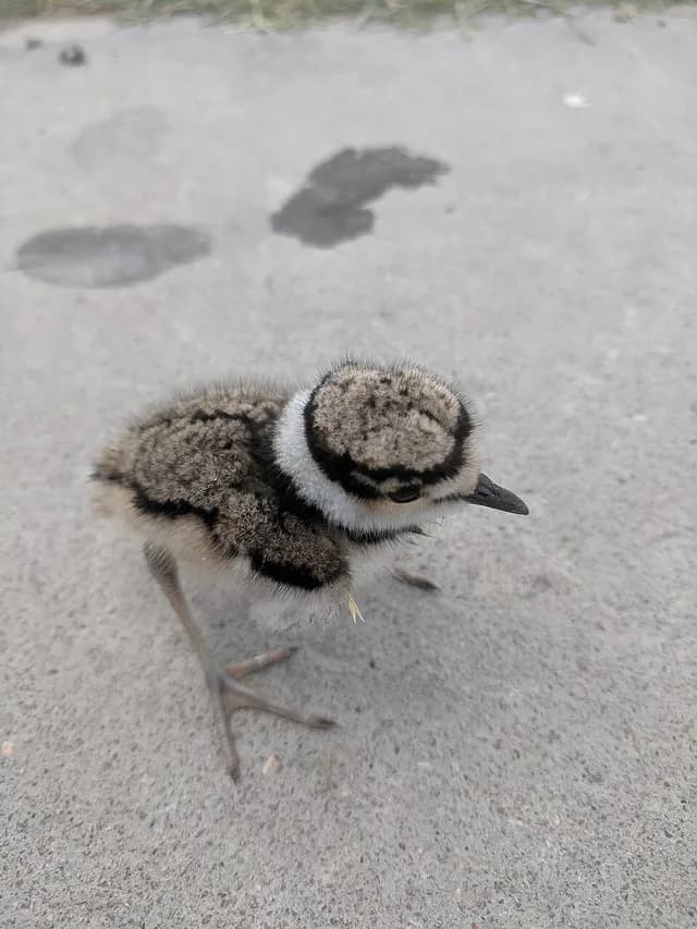 Killdeer