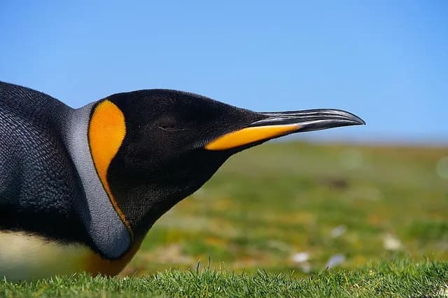 King Penguin