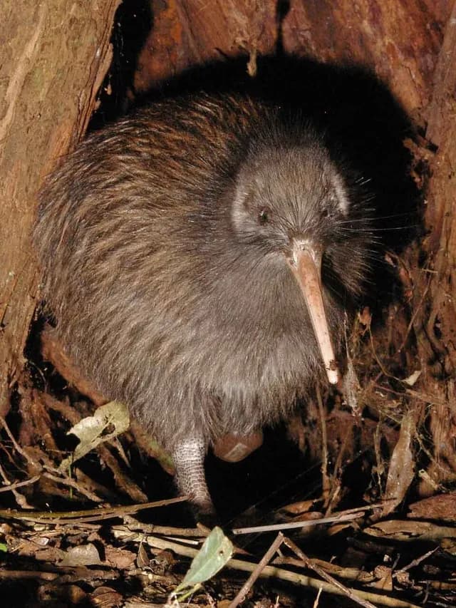 North Island Brown Kiwi