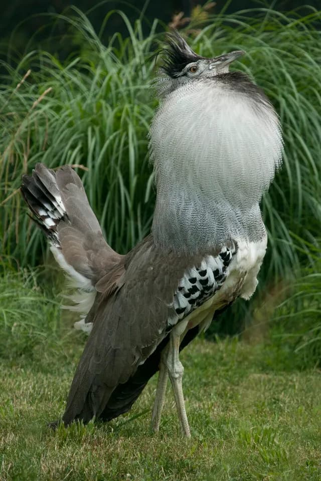 Kori Bustard