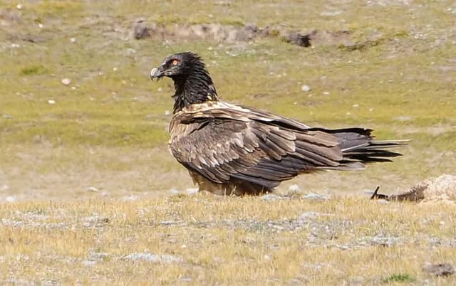 Bearded Vulture