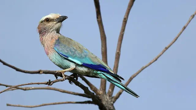 Lilac-breasted Roller