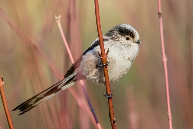Long-tailed Tit