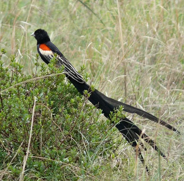 Long-tailed Widowbird