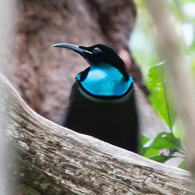 Magnificent Riflebird
