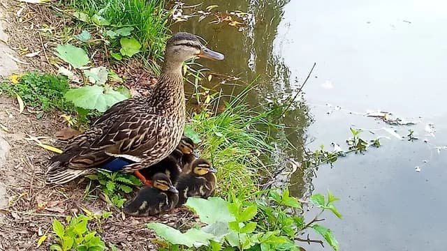 Mallard