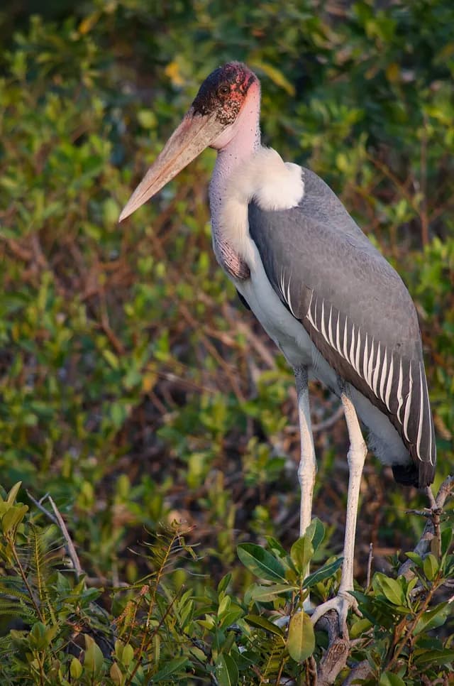 Marabou Stork