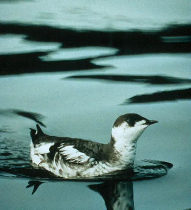 Marbled Murrelet