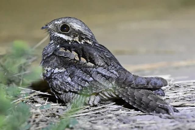 European Nightjar