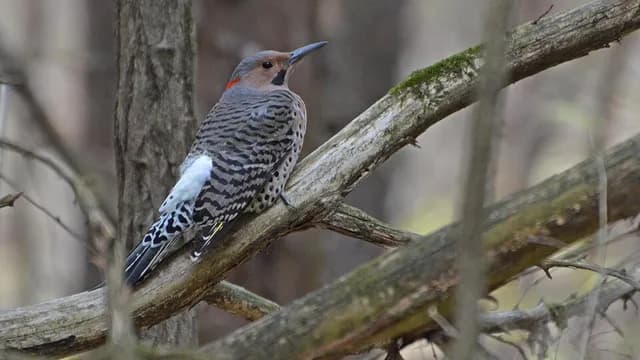 Northern Flicker