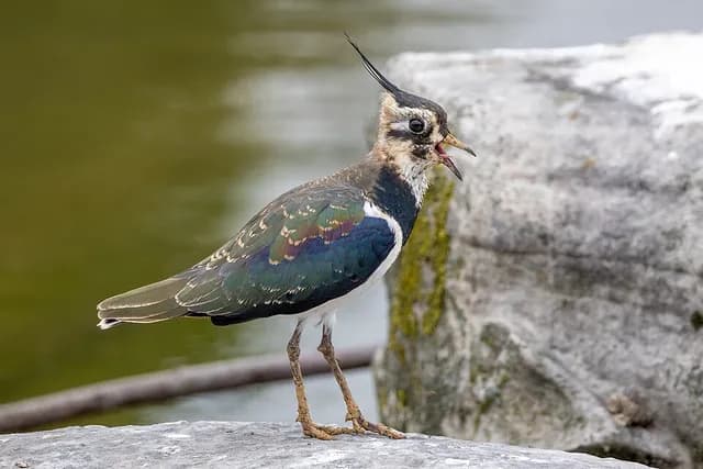 Northern Lapwing