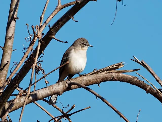 Northern Mockingbird