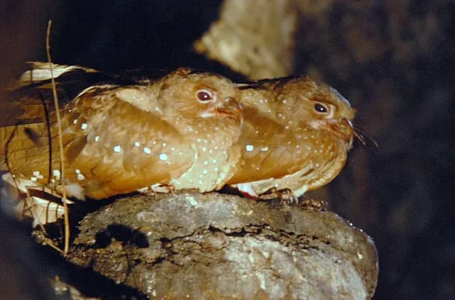 Oilbird