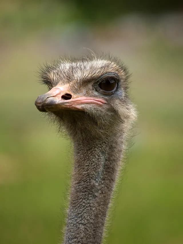 Common Ostrich
