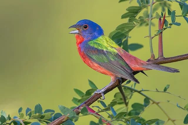 Painted Bunting