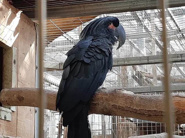 Palm Cockatoo