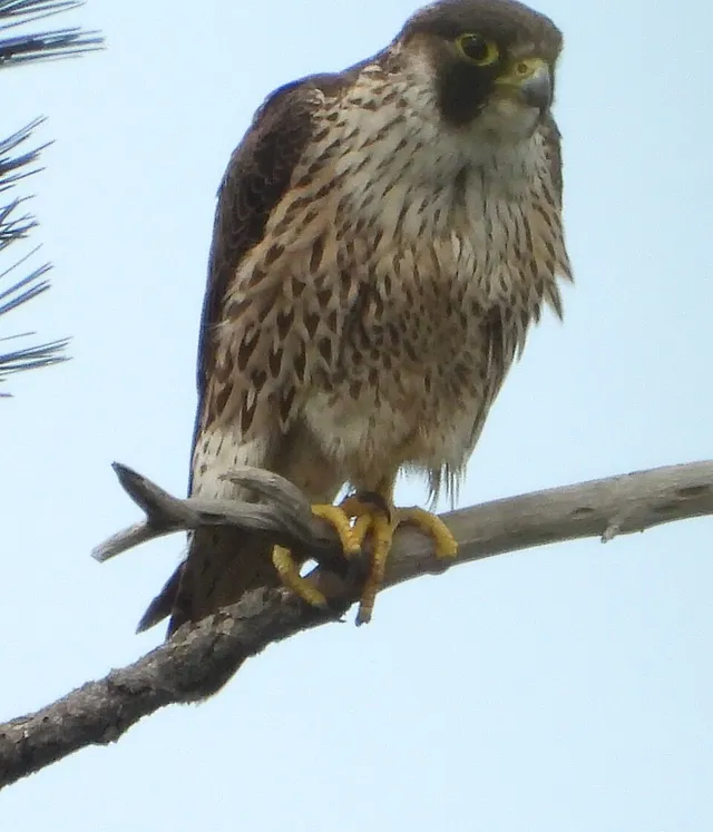 Peregrine Falcon