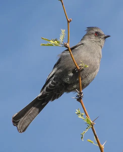 Phainopepla