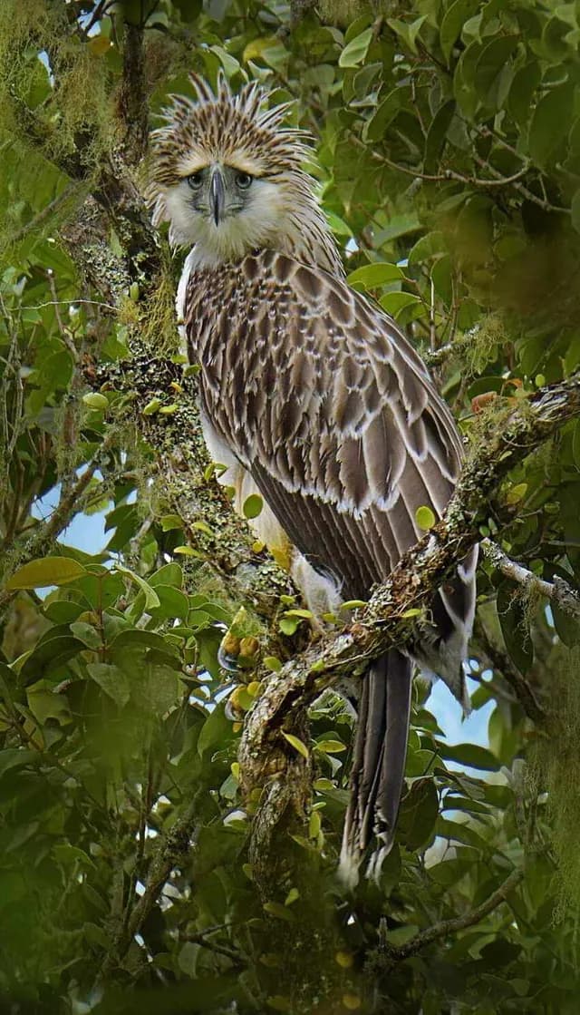 Philippine Eagle