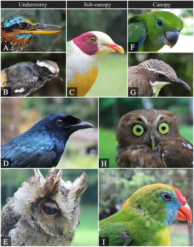 Philippine Hanging Parrot