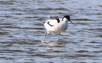 Pied Avocet
