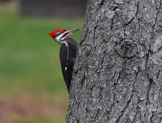 Pileated Woodpecker