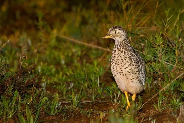 Plains-wanderer