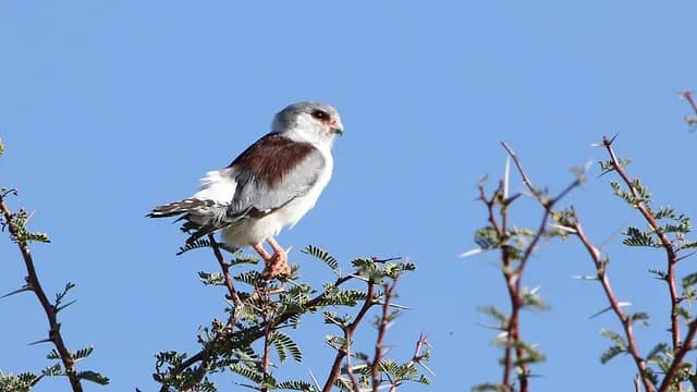 Pygmy Falcon