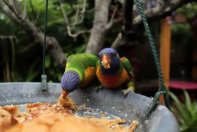 Rainbow Lorikeet