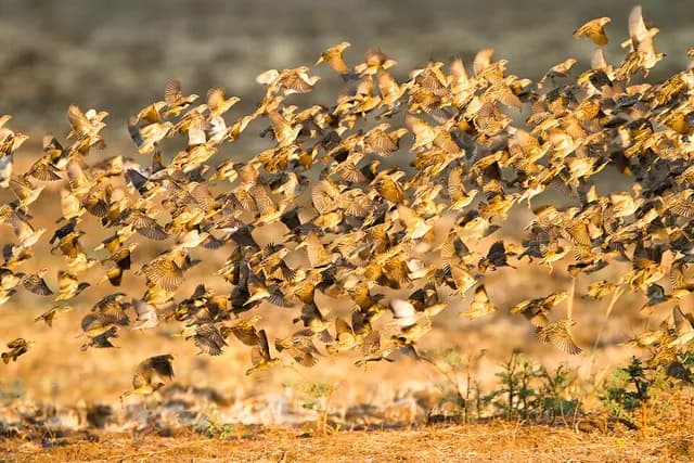 Red-billed Quelea