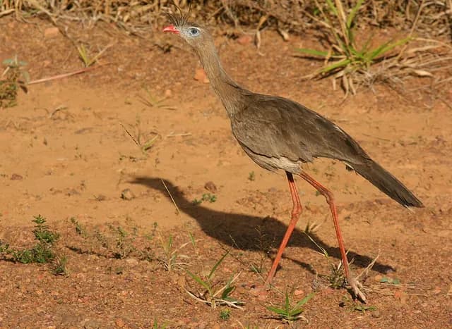 Red-legged Seriema