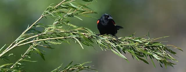 Red-winged Blackbird