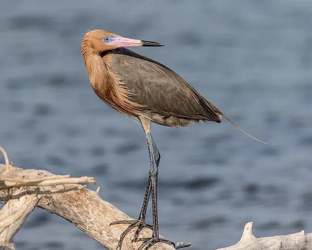 Reddish Egret