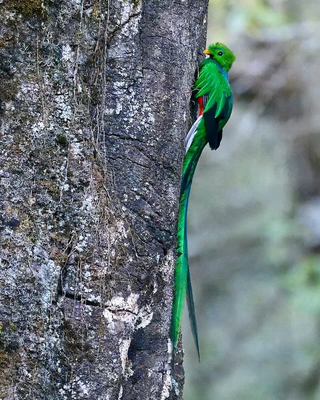 Resplendent Quetzal