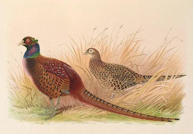 Ring-necked Pheasant